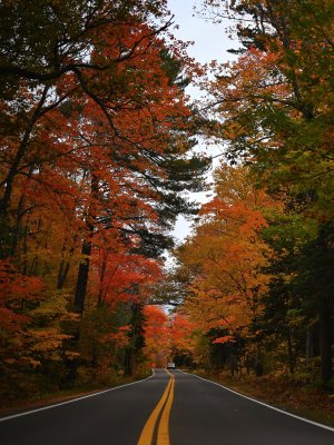 River Road in the middle of the morning. Maples on one side, pines on the other, and nobody else on it.