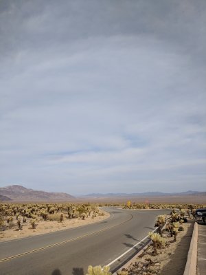 Cholla along the 286. Nobody drops a bike here twice.