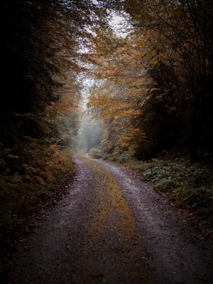 Kurzer Abstecher auf den Forstweg, weiter oben hing der Nebel noch drin.