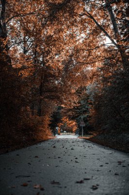 Ein Stueck Wald kurz vor Telfs. Viele solche Tage gibt es heuer wohl nicht mehr.